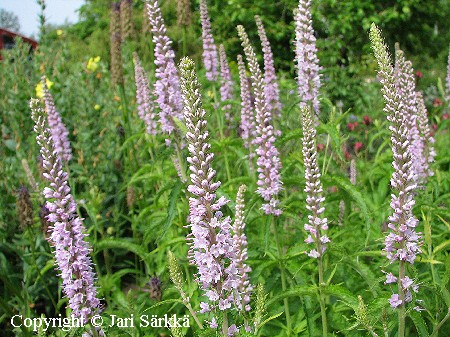 Veronica longifolia f. rosea